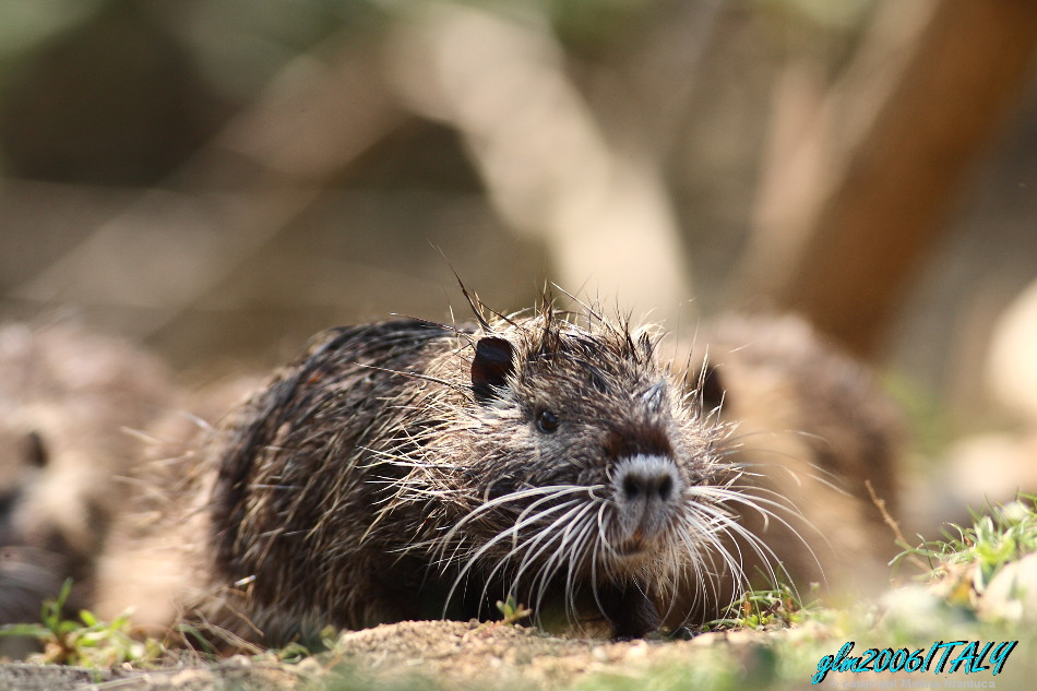 piccolo e tenero Castorino....